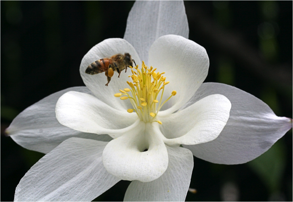 Honey Bees Need our Help