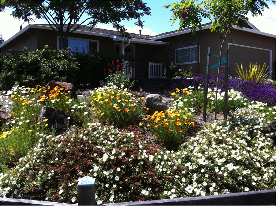 Bee Wise Mulching: Let’s Bee Bay Friendly to California Native Pollinators