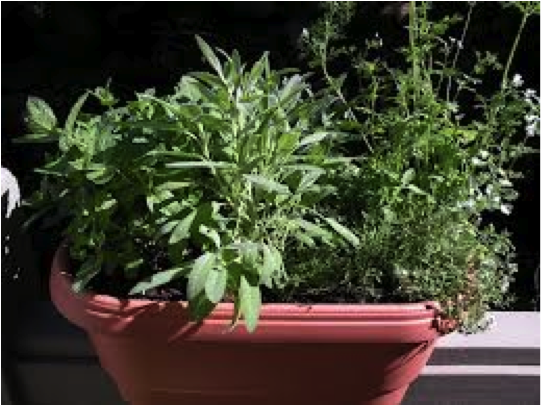 Green Up Mother’s Day with a Container Herb Garden