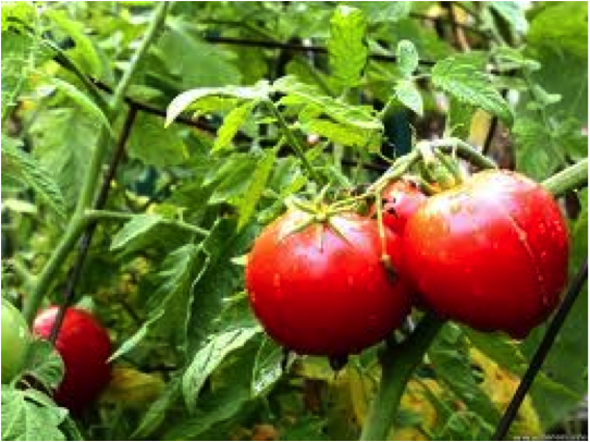Celebrate Earth Day: Join the Million Tomato Compost Campaign!
